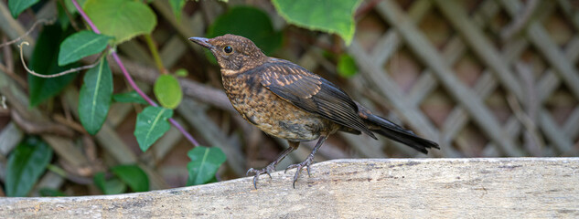 Close up of Juvenile Young Blackbird brown feathers perched on wooden surround Banner Panoramic Facebook header format