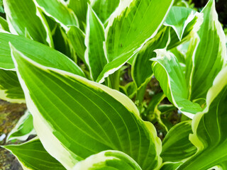 Blatt Blätter grün weiß Pflanze Zierpflanze Garten Kleingarten Natur- Umwelt- Öko- Bio- feld...