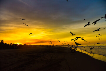 Vogelschwarm bei Sonnenuntergang am Meer