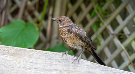 Close up of Juvenile Young Blackbird brown feathers perched on wooden surround