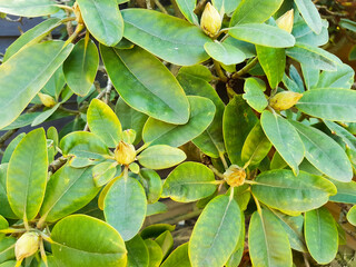 Hintergrund Vorlage Template Blätter Busch Knospen Rhododendron  grün Gewächs- Natur- Umwelt- Oko- Land- Bäuer- Garten Park immergrün flora floral gesund nachhaltig- schönheit schlicht natürlich