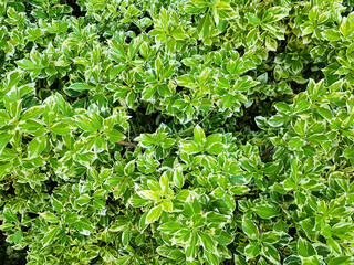 Obraz premium Hintergrund Vorlage Template Blätter Busch Baum Hecke satt grün dicht bewachsen Natur- Umwelt- Oko- Land- Bäuer- Garten Park immergrün flora floral gesund nachhaltig- schönheit schlicht natürlich