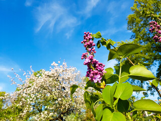 Flieder Blüten in pink rosa lila Strauch Busch vor Obstbaum mit Blüten in weiß blauer himmel mit...