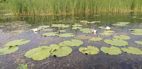 lake with white water lilies, green leaves and algae in the water