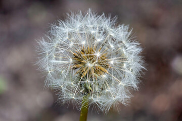 Dandelion seeds ready to fly away and to conquer other place next year 