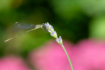 Green damselfly, calopteryx virgo, resting on lavender blossom against a green and purple blurry background