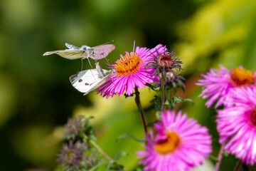 Leptidea sinapis butterflies matting on a pur juicy purple blossom under a bright summer sunlight