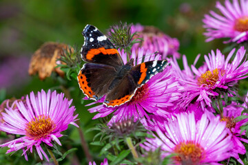 Red admiral, Vanessa Atalanta