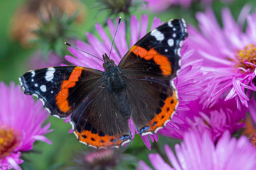 Red admiral, Vanessa Atalanta butterfly collecting pollen on pick color flower under a warm later...