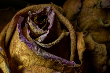 Dried and dead rose flower close up