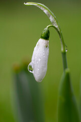 White snowdrop covered by the morning fresh rain with suspended raindrops in the morning light