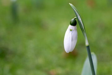 White snowdrop covered by the morning fresh rain with suspended raindrops in the morning light