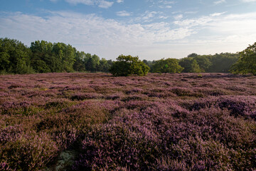 Obraz premium Purple heater flowers field under a pur blue cloud with low clear clouds
