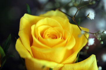 Rose jaune
