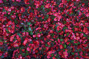 image of beautiful red leaves in the garden as background