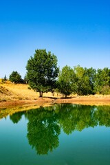 Tree on a lake shore with reflection on the water surface