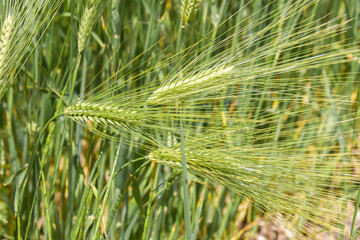  Green young spikelets of wheat close-up on the field. Ripening wheat on a sunny day