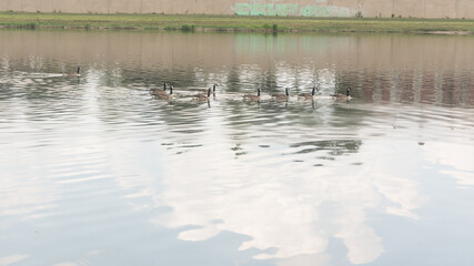 ducks in the lake