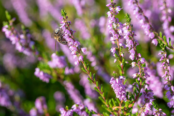 Little flying and surfing on the heather blossom to collect pollen under a bright summer sun light