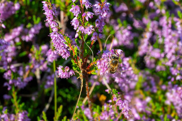 Little flying and surfing on the heather blossom to collect pollen under a bright summer sun light