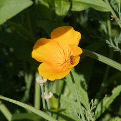 (Episyrphus balteatus) Hainschwebfliege an Eschscholzia californica 