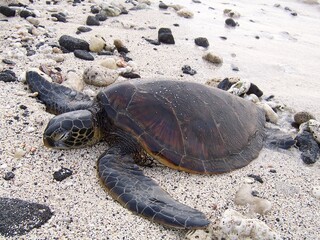 Hawaii Turtle Facing Left Partial Water