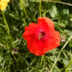 Fototapeta premium (Episyrphus balteatus) Weibchen Hainschwebfliege oder Winterschwebfliege an Mohnblume