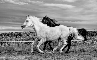 Obraz na płótnie Canvas zwei galoppierende Pferde in schwarz-weiß