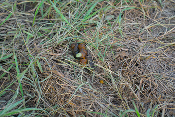 animal shit on a back yard synthetic green grass meadow textured background wallpaper pattern picture with empty copy space for text