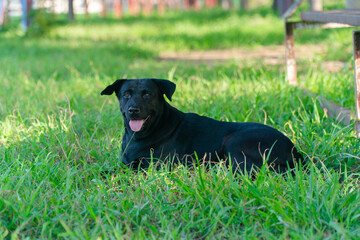 black dog Labrador Retriever runs fast in the summer on the green grass
