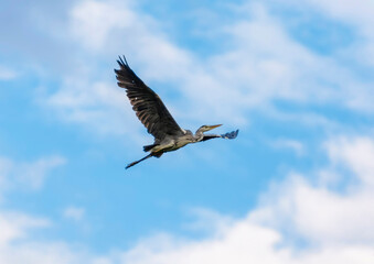 flying gray heron in the sky