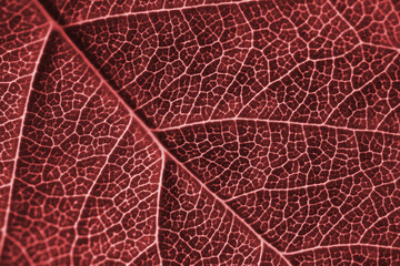 Fototapeta na wymiar Leaf of a tree close-up. Dark red toned background or wallpaper. Mosaic pattern from a net of veins and plant cells. Abstract backdrop on a floral theme. Macro