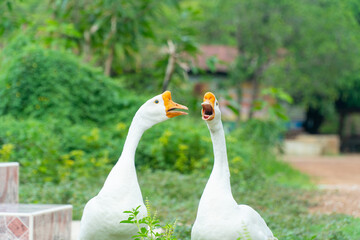 White goose walking on the green grass , play together and finding some food with copy space