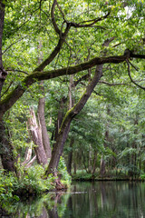 view of the canals and channels of the Spreewald forest and river region in eastern Germany