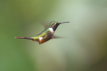 Magenta-throated woodstar is flying in air