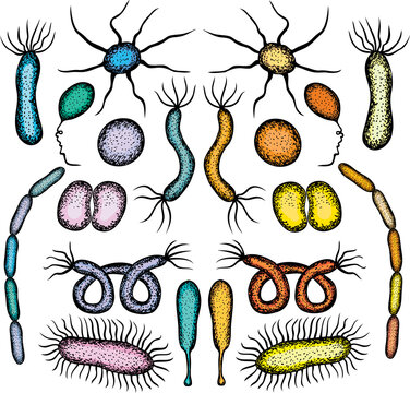 Vector drawing of set various drawn colorful bacterias