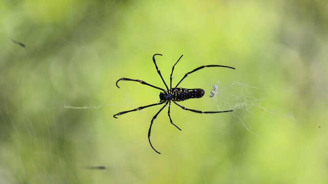 A spider resting on the web on at the middle of a jungle.