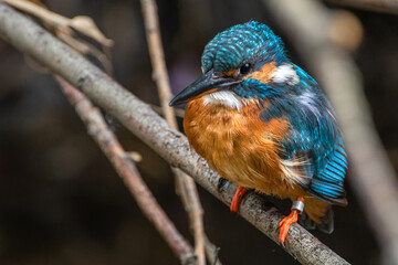 Eisvogel (Kingfisher)