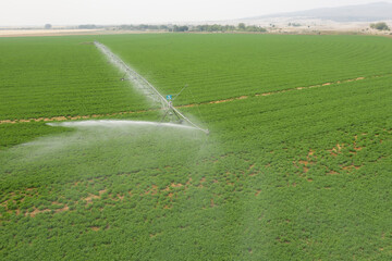 Center pivot overhead irrigation system operating over a green field, several wheel towers are...