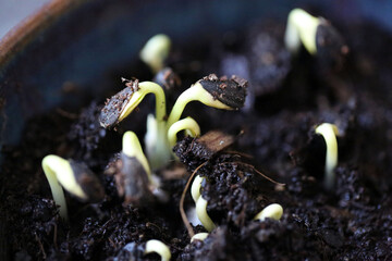 Graines de tournesol