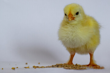 A yellow chicken stands right on the scattered poop on a white background
