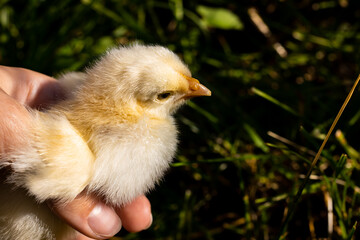 Chicken in hands on a background of grass