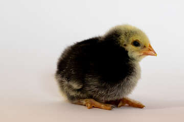 Dark chicken lay down on a white background