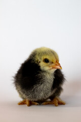 Dark chicken lying down on a white background and looking at the camera
