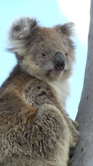Australia Koala Close Up
