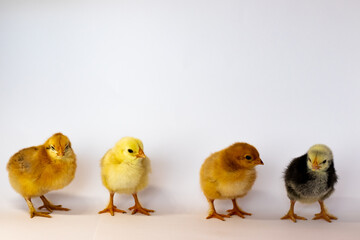 Four different chickens stand in a row distance on a white background