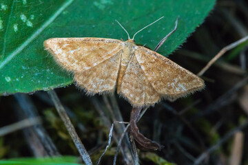 Rest  harrow (Aplasta ononaria)