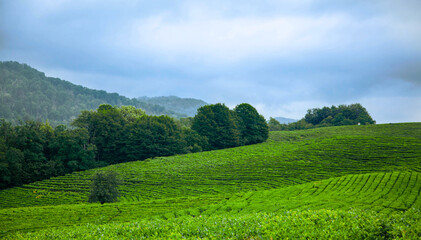 Green tea plantations and clouds, green plant background.