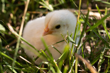 The chicken sits in the grass in sunny weather