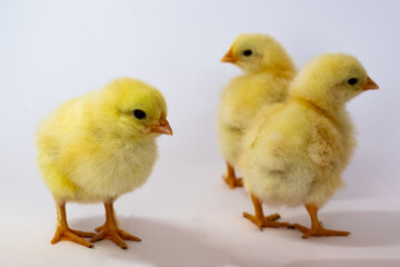 Three chickens walking chaotically on a white background